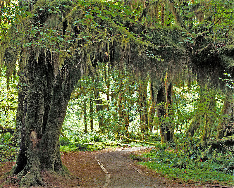 Hoh_Rain_Forest,_Olympic_National_Park,_Washington_State,_1992_-_Cropped_1.jpg